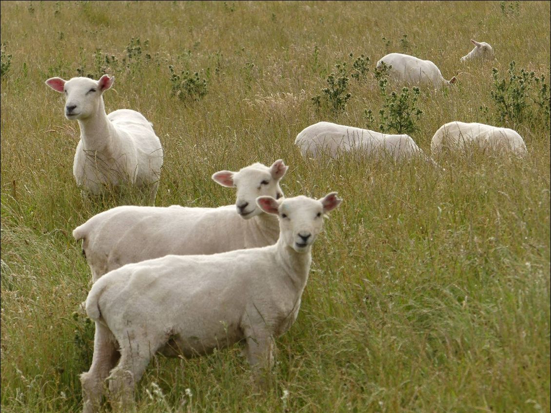 les pauvres moutons, ils doivent se cailler à se faire dépouiller de leur laine pour nous faire des habits!