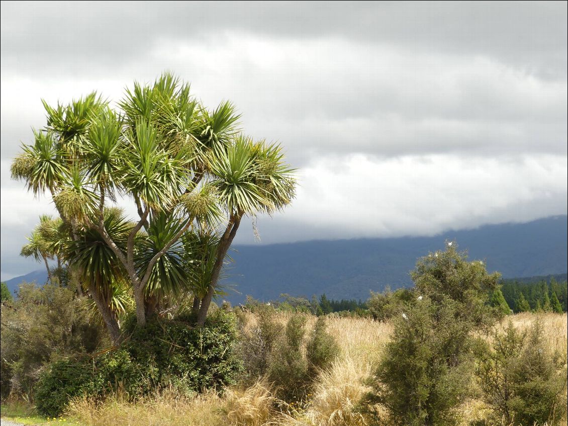 je sais pas comment s'appelle ce palmier bizarre, mais en général on le trouve dans les zones pas trop pluvieuses