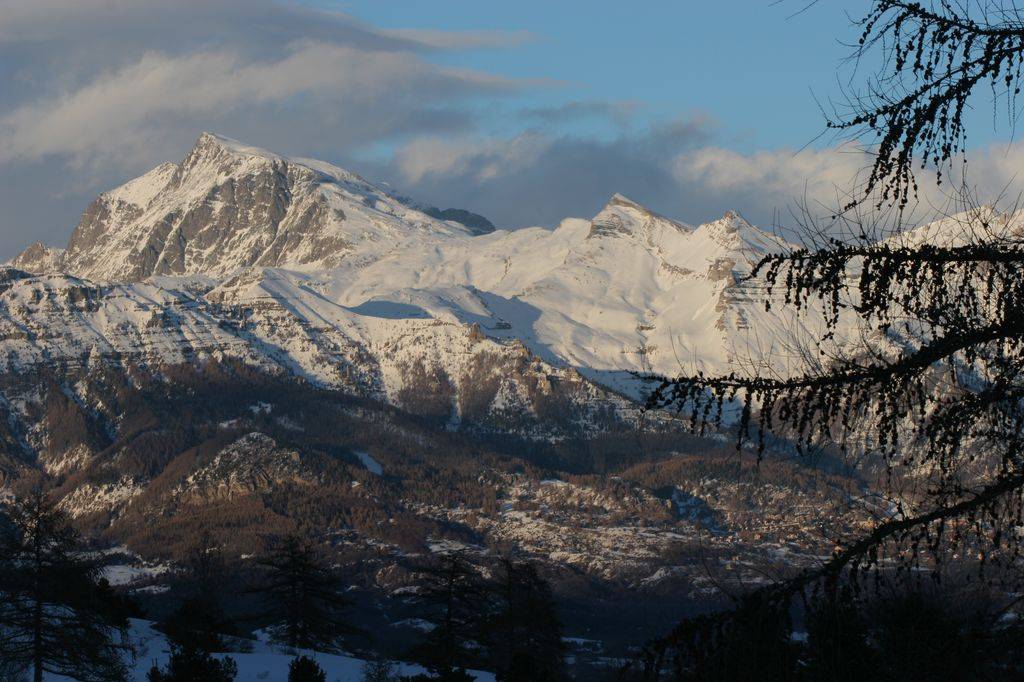 Le Vieux Chaillol (3163 m), montagne emblématique du Champsaur, se dresse derrière les branches d'un mélèze.