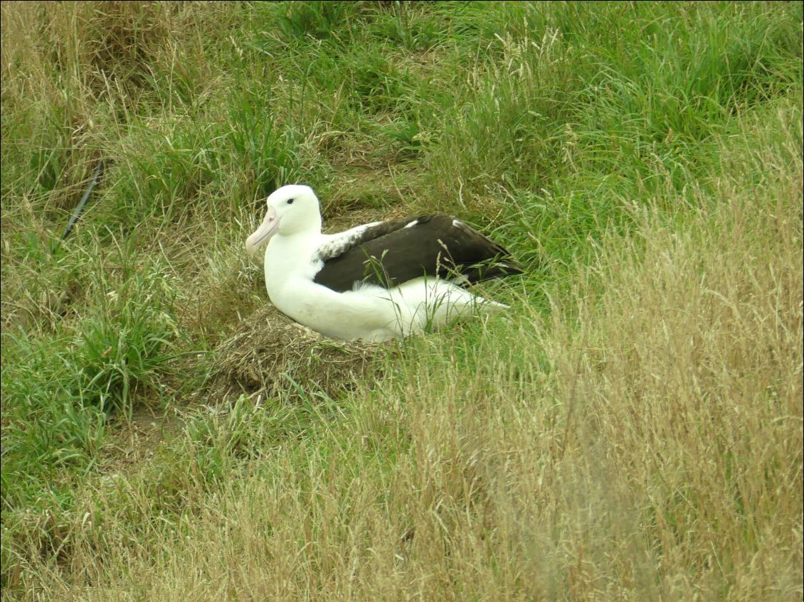 maman ou papa albatros assis (e) sur son petit. Ah, la maltraitance juvénile animale, c'est terrible