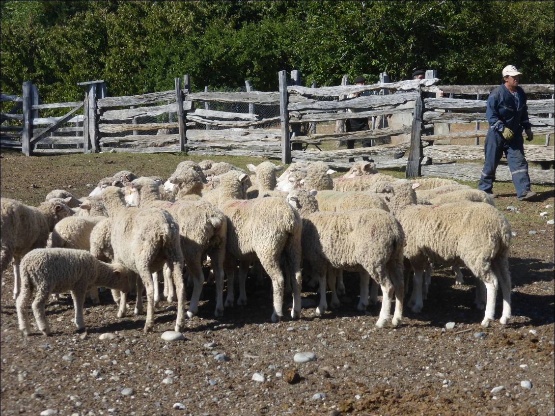 Les fameux moutons de Patagonie.