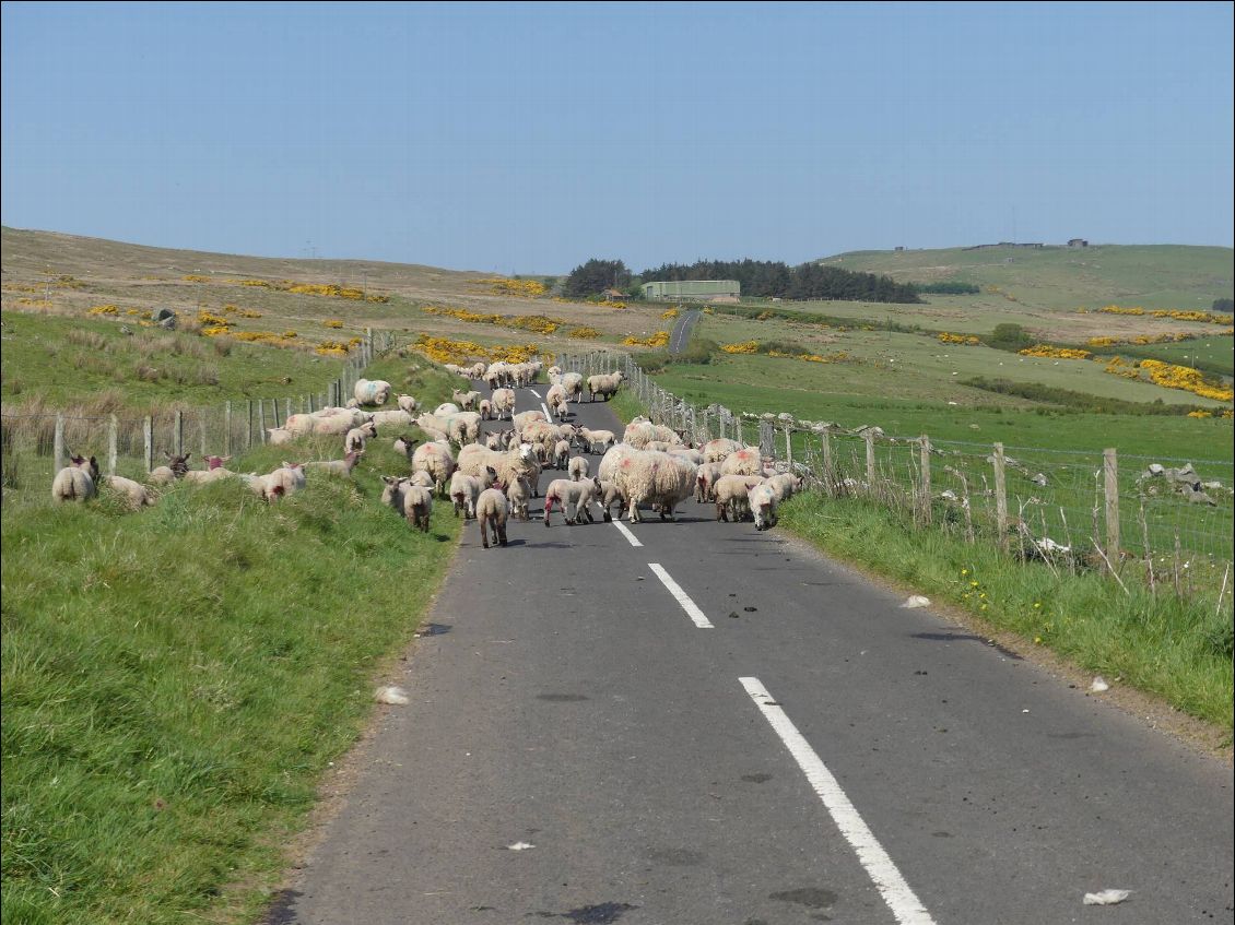 classique photo d'un embouteillage irlandais