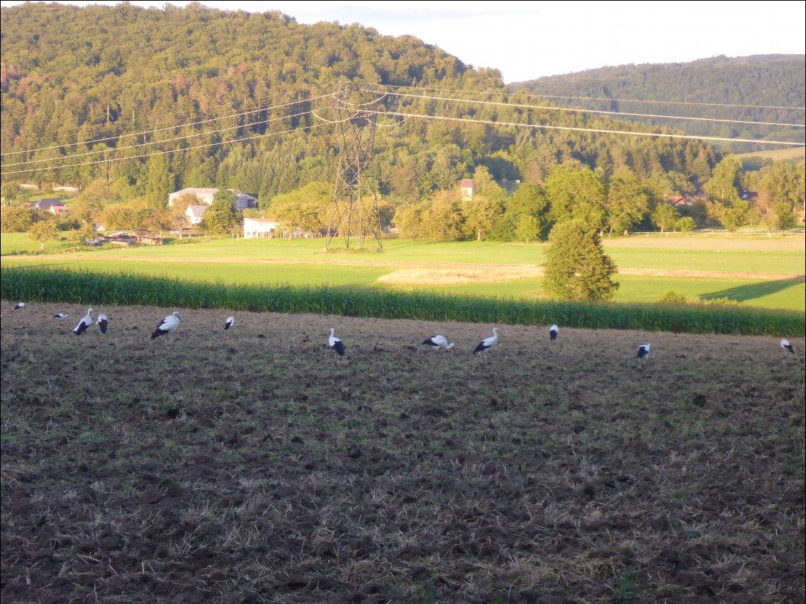 Des cigognes pour souhaiter la bienvenue en Alsace