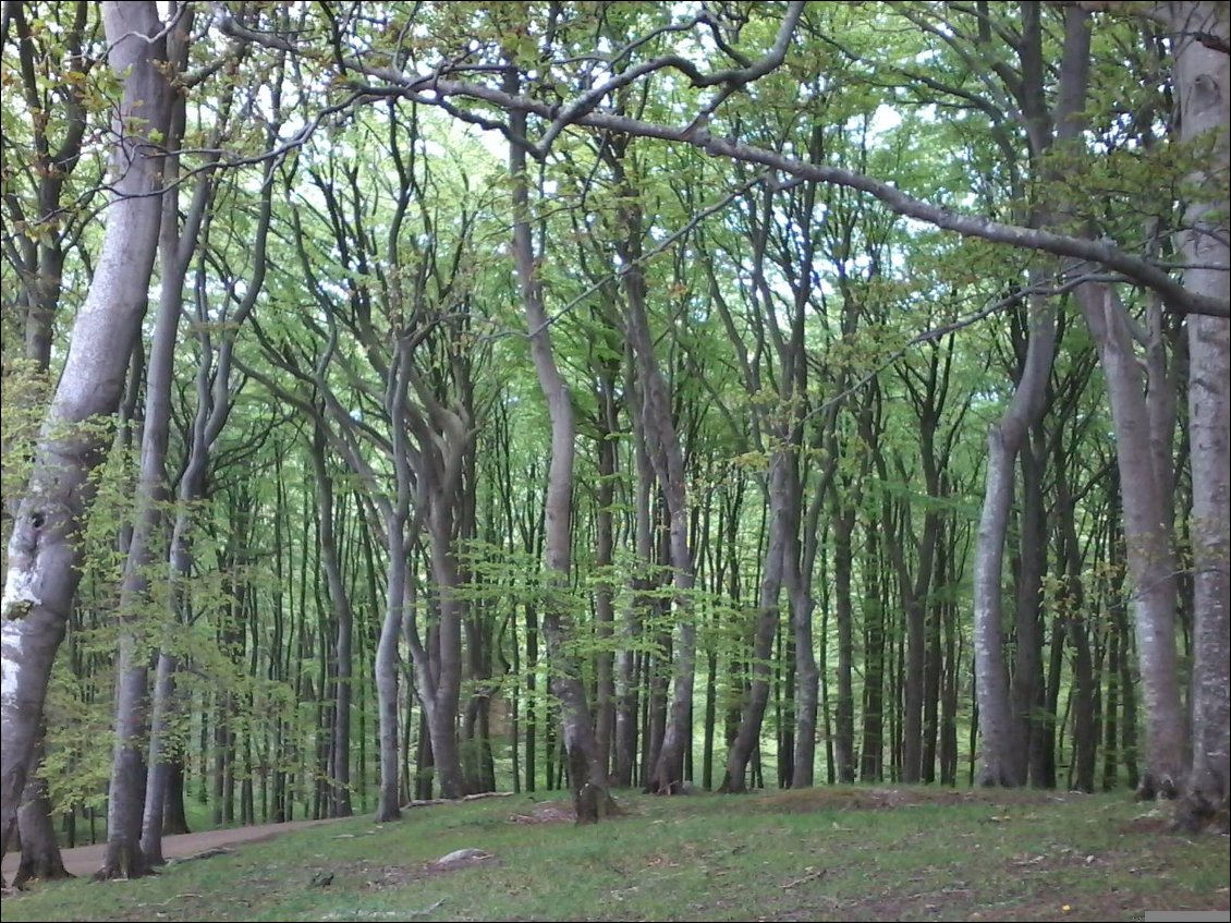 La forêt du parc nationale.