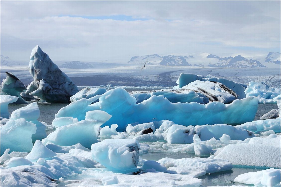 Le vent tranche avec le calme tableau qui s’offre à nous : les gigantesques morceaux de glaces embrassant le lagon Jökulsárlón, le glacier Vatnajökull en toile de fond. Tout ici est jeu de couleurs et d’illusions, entre nuances de bleu et de blanc, un alliage subtil entre l’eau, la glace et le ciel. La lumière du soleil transforme le paysage. Une beauté de glace qui captive dès les premiers regards et éveille en nous une vague d’émotions...
Photo : Marion Gordien.