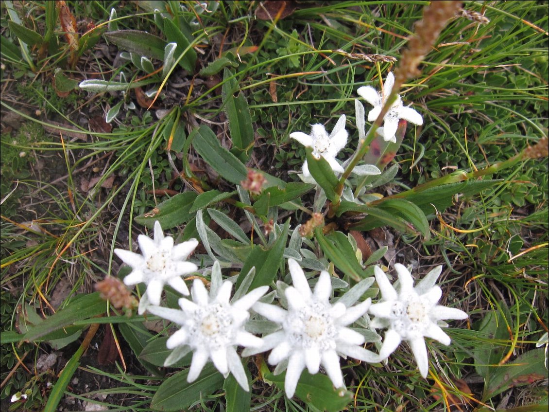 Edelweiss à profusion