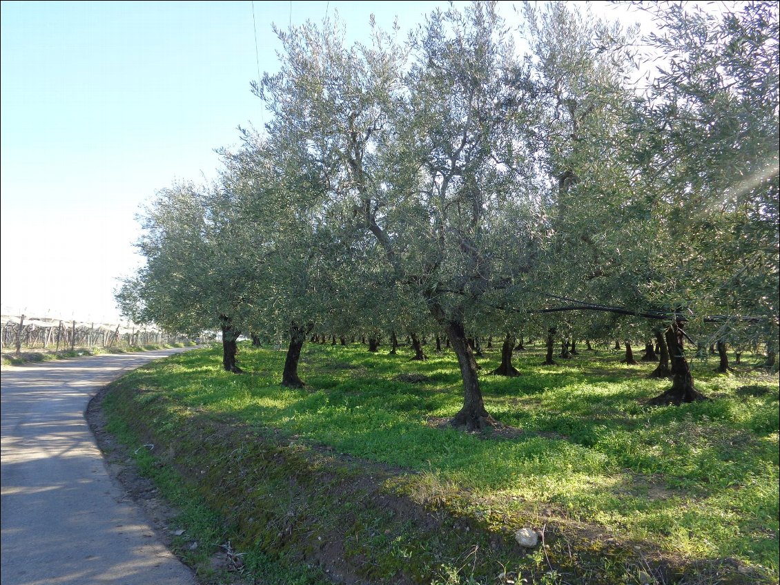 J4: soleil, oliviers, récolte en cours, personne sur des routes interminables