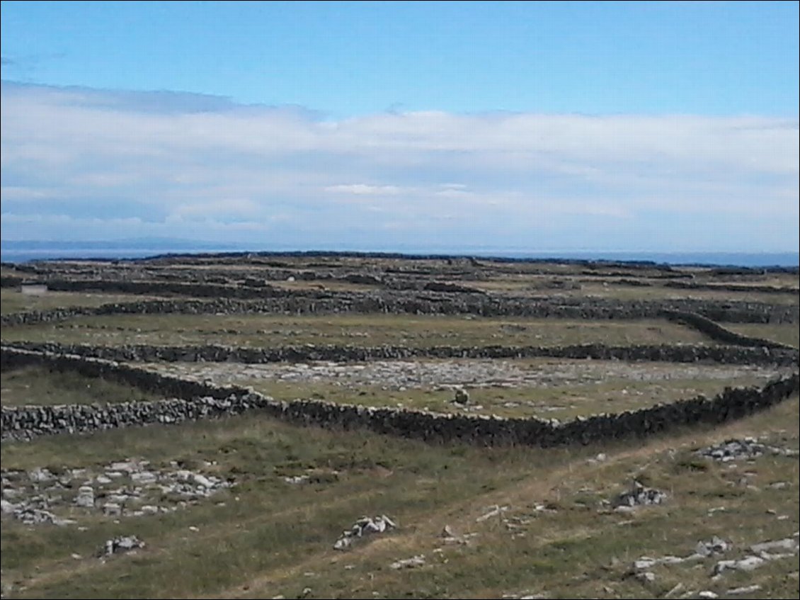 Encore et toujours des murets en pierre. Mais ici, la quantité de ces murets est bien plus importante que dans le reste de l'Irlande. Où sont les moutons ? Je n'en vois pas un seul, uniquement des vaches. Et pourtant les pulls en laine des îles d'Aran sont très réputés.