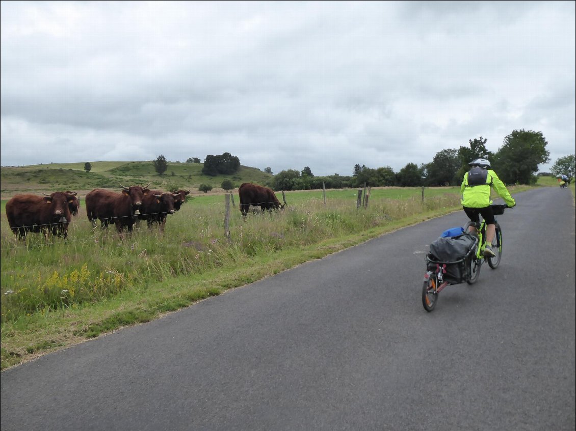 Quand les vaches regardent passer les vélos...