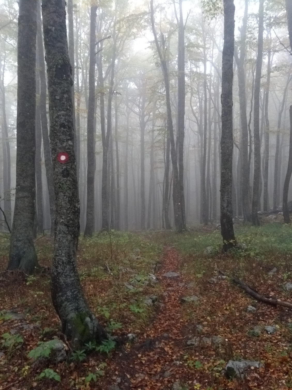 Les hêtres composent la majorité des forêts de Croatie ; avec le brouillard, l’ambiance est au rendez-vous.
Photo : Thomas Seramour