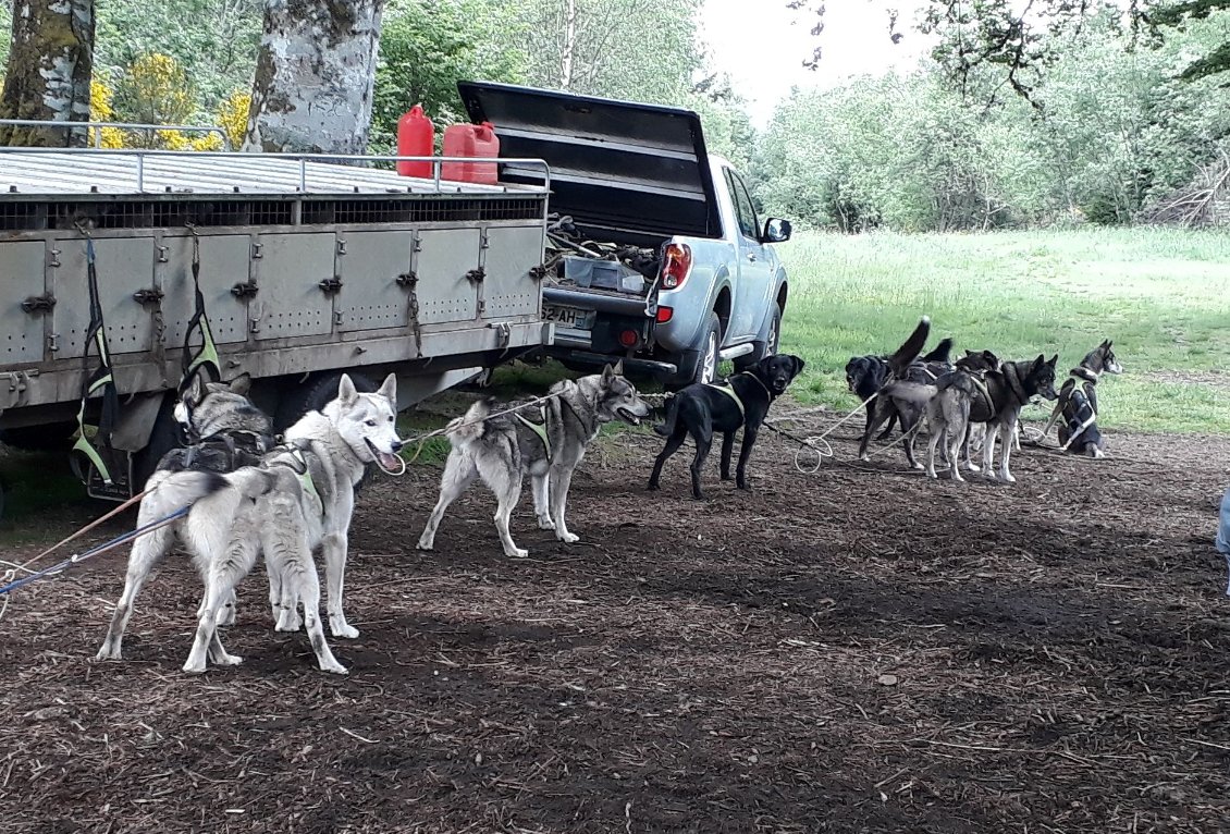 On croise un musher qui part avec une "vraie" voiture, une douzaine de chiens et trois clients. il nous doublera un peu plus tard.
